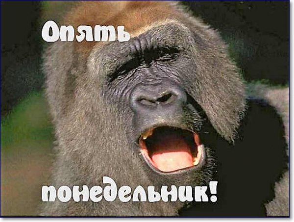 Опять понедельник приколы