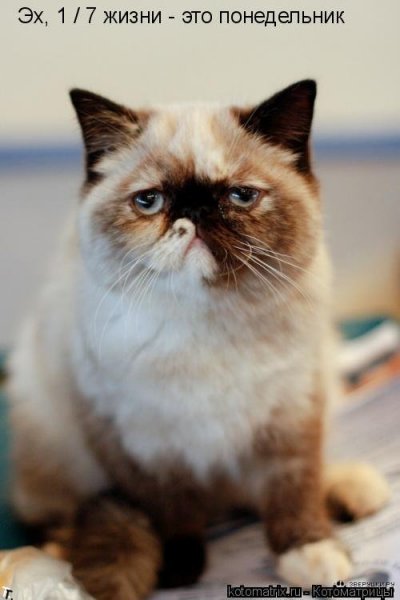 Котик понедельник