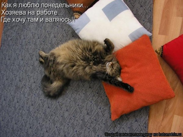 Понедельник с котами