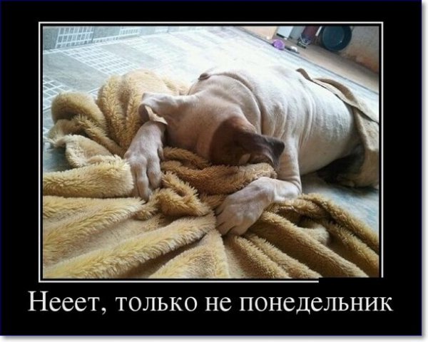 Тяжелый понедельник собаки