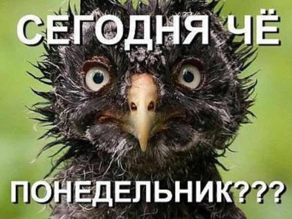 Утро понедельника приколы