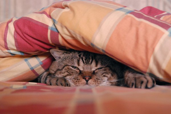 Утро понедельника котики