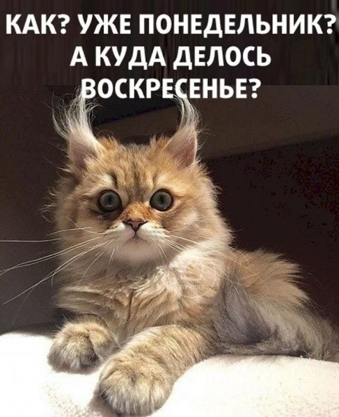 Кот понедельник