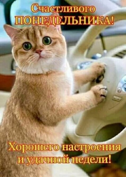 Хорошей недели с котиками