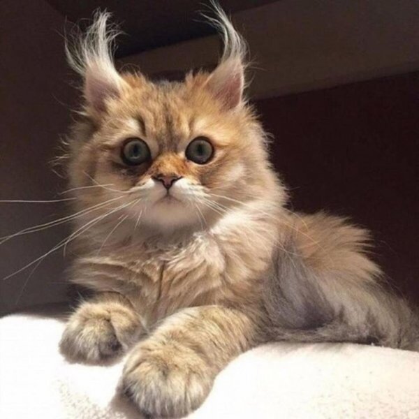 Кот понедельник