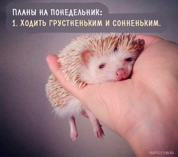 Японский Ежик