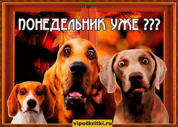 Легкого понедельника с собаками