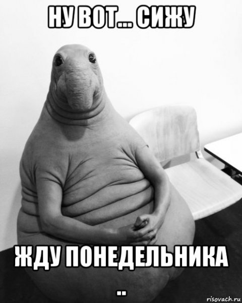Ждун армия
