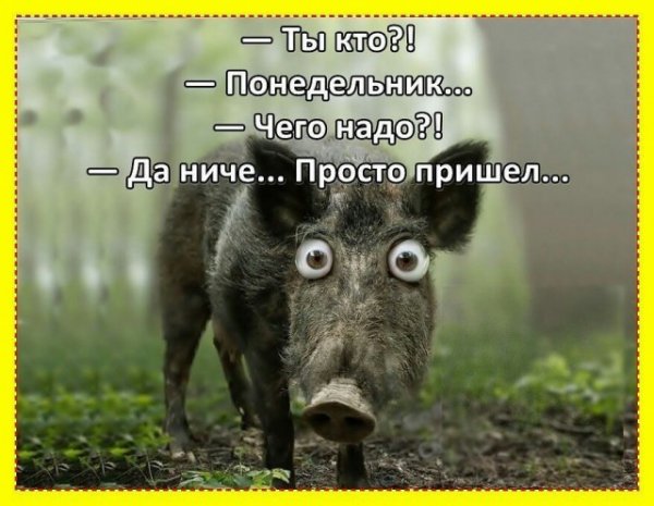 Понедельник юмор