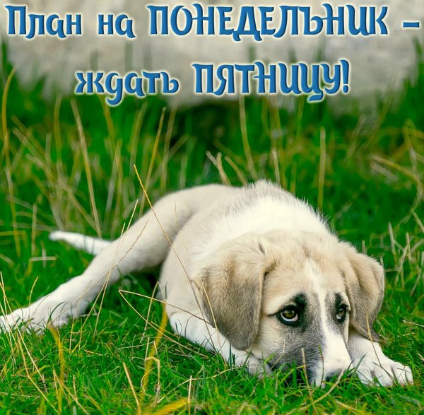 Ждун приколы про работу