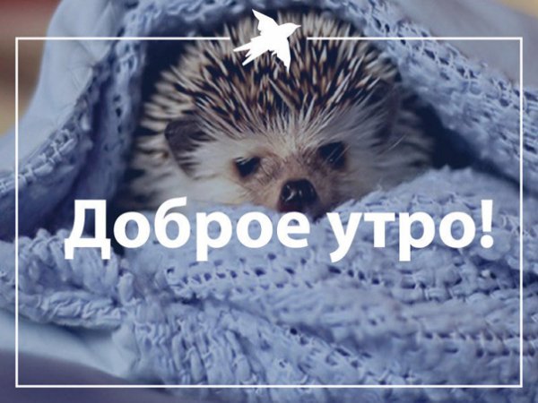 Доброе утро понедельника Ежик