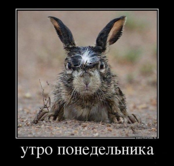 Утро понедельника