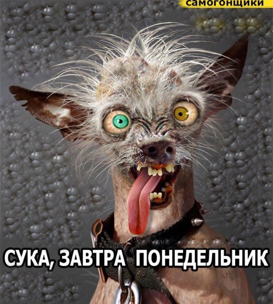 Завтра опять понедельник