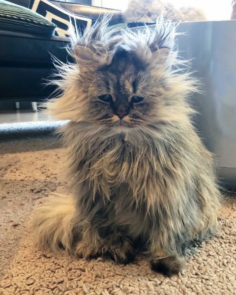 Лохматая кошка смешная