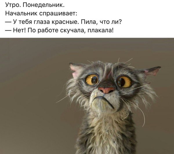 Доброе утро начальник