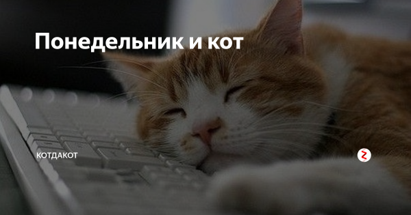 Кот утро понедельника