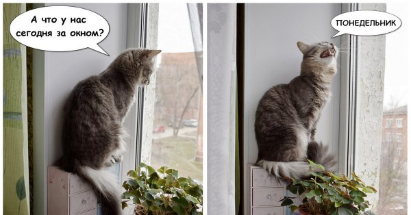 Кот понедельник