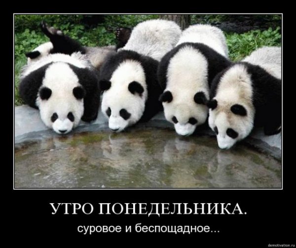 Прикольные панды с надписями