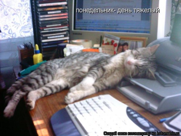 Тяжелый день кота