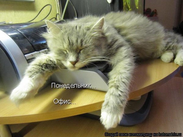 Кот в понедельник утром