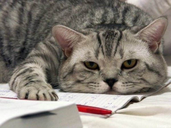 Кот устал