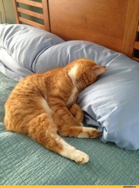 Уставший кот