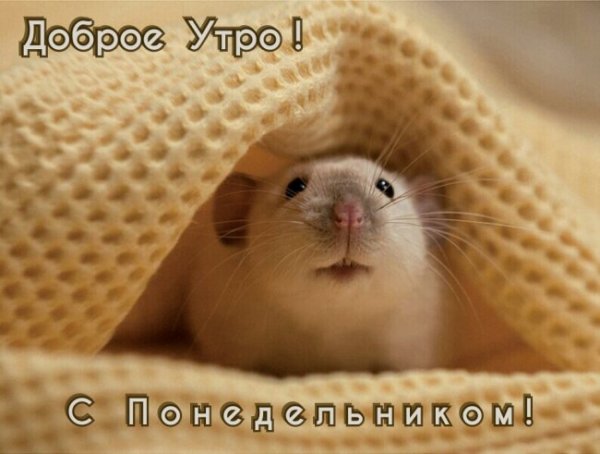 Доброе утро мышь