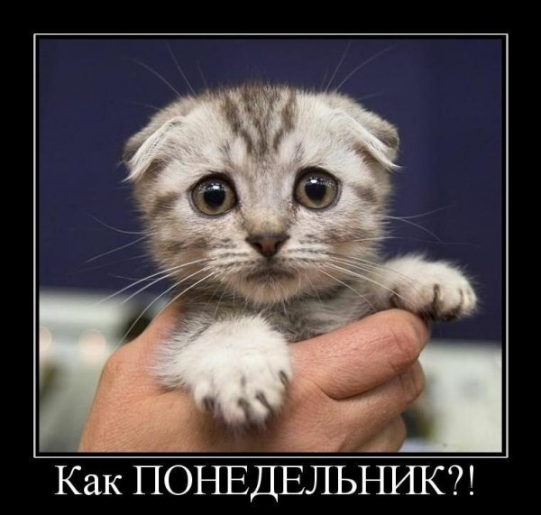 Котенок просит