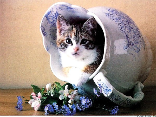 Ваза кот