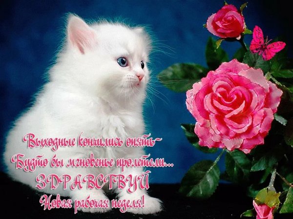 Открытки чудесной недели