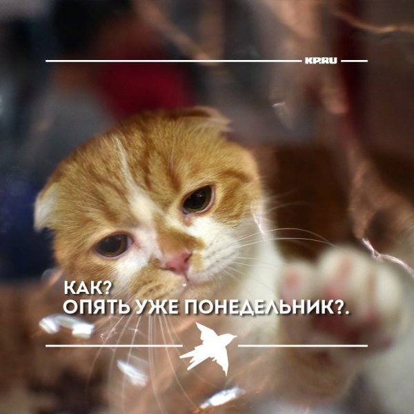 И снова понедельник