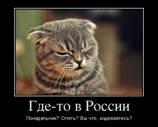Понедельник кот демотиватор