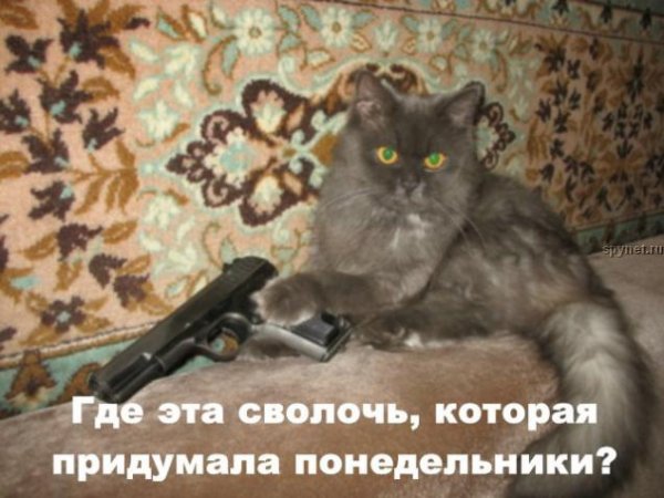 Кот работа понедельник