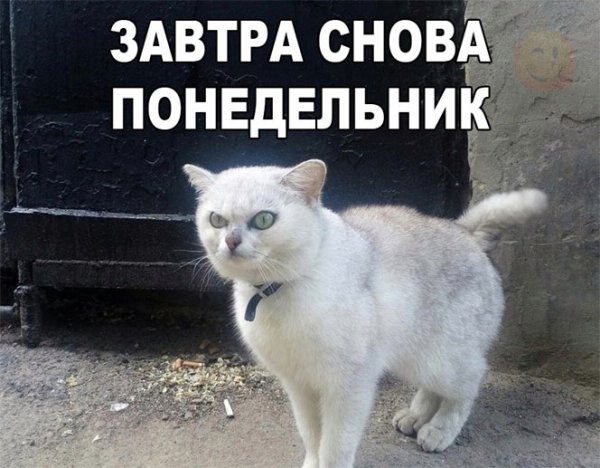 Завтра понедельник и снова