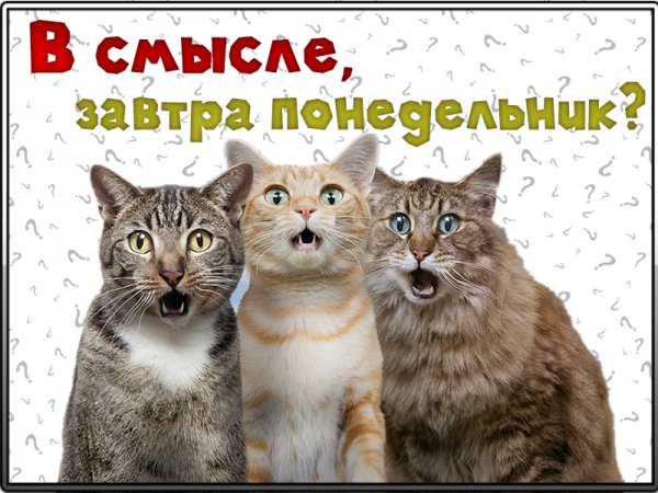 Завтра понедельник