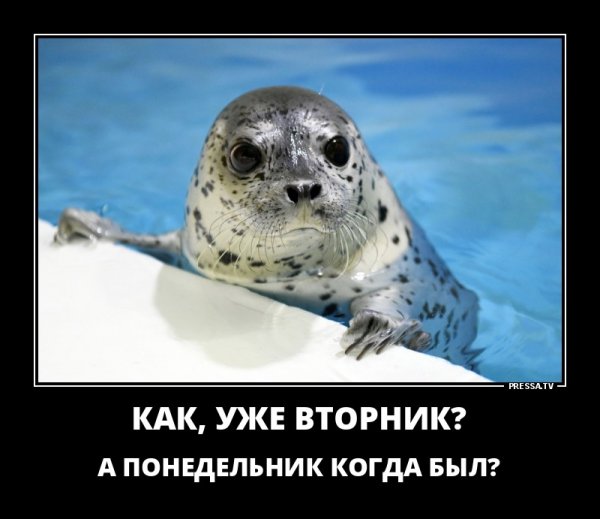 Демотиваторы про вторник