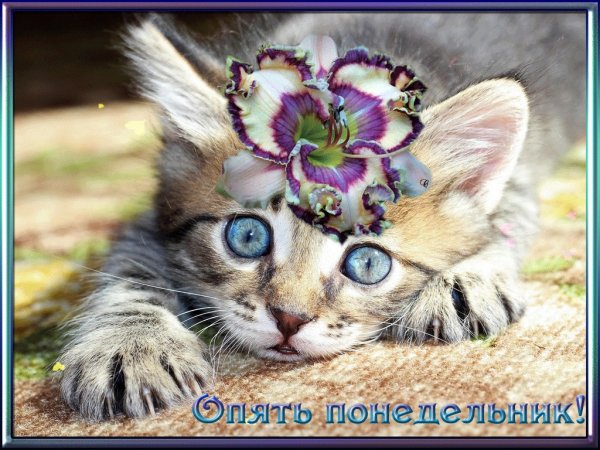 Отличного понедельника