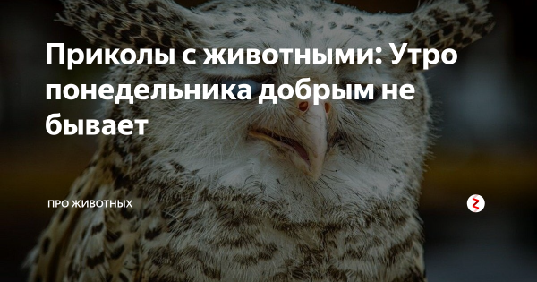 Утро понедельника добрым не бывает