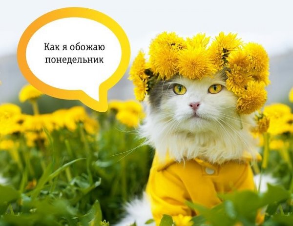 Позитивного понедельника