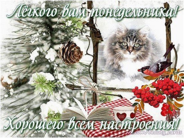Кот в снегу доброе утро