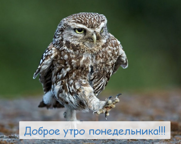 Доброе утро понедельника Сова