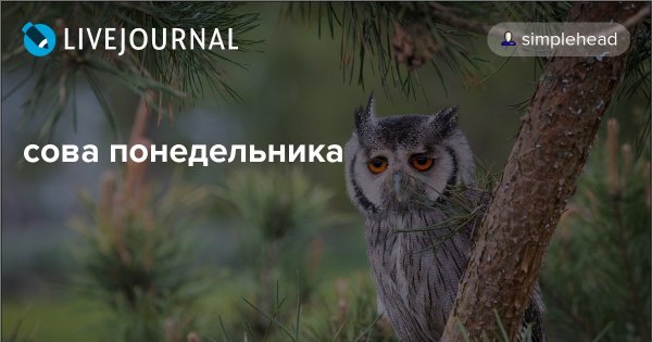Сова понедельник