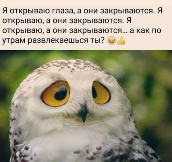 Сова понедельник