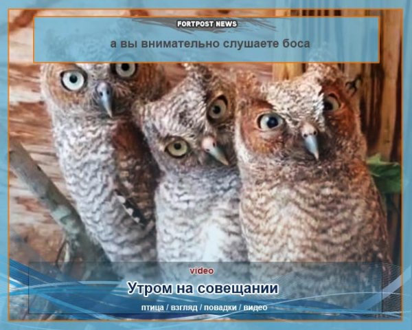 Совы утром на планерке