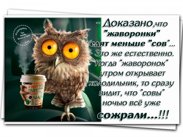 Прикольные выражения с добрым утром