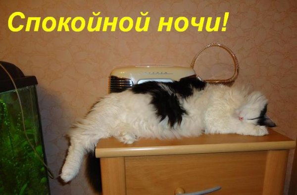 Спокойной ночи до завтра