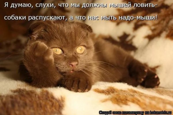 Котоматрица - карантин