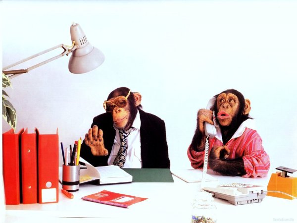 Шимпанзе в офисе