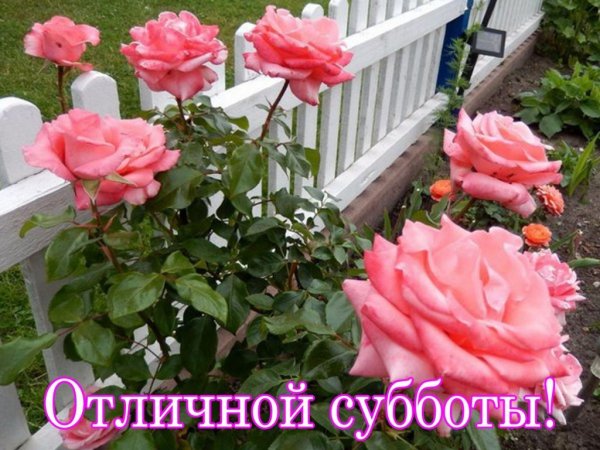 Хорошей субботы розы