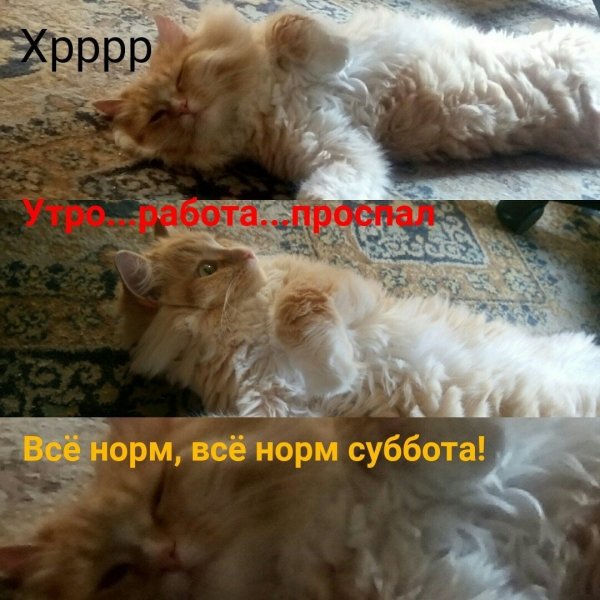 Доброе утро субботы прикольные